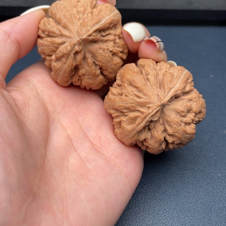 专***年霸王龙全品无瑕疵