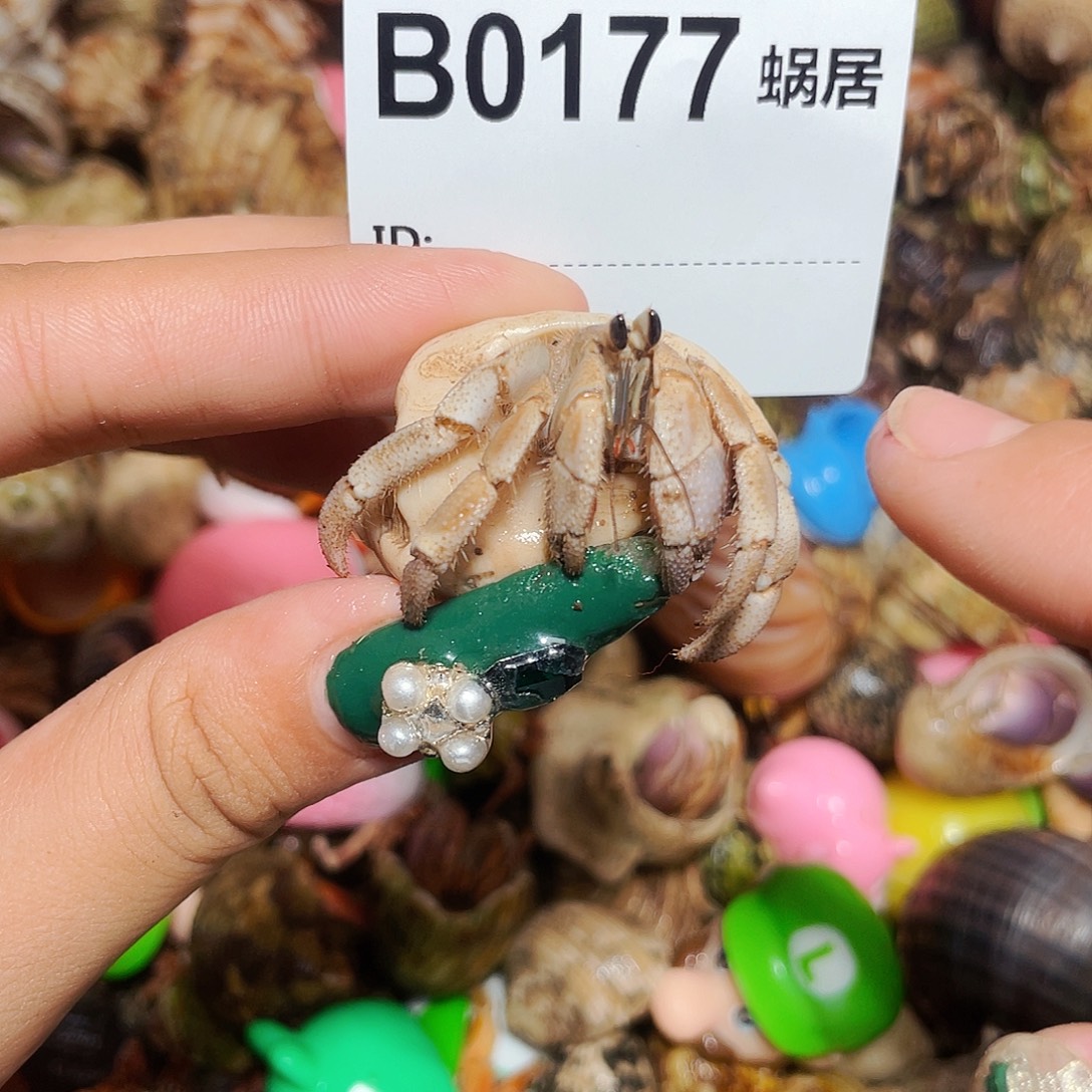寄居蟹寄居蟹0177
