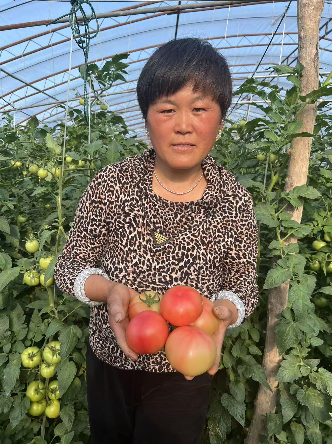 【自然成熟】老式新鲜西红柿老式番茄