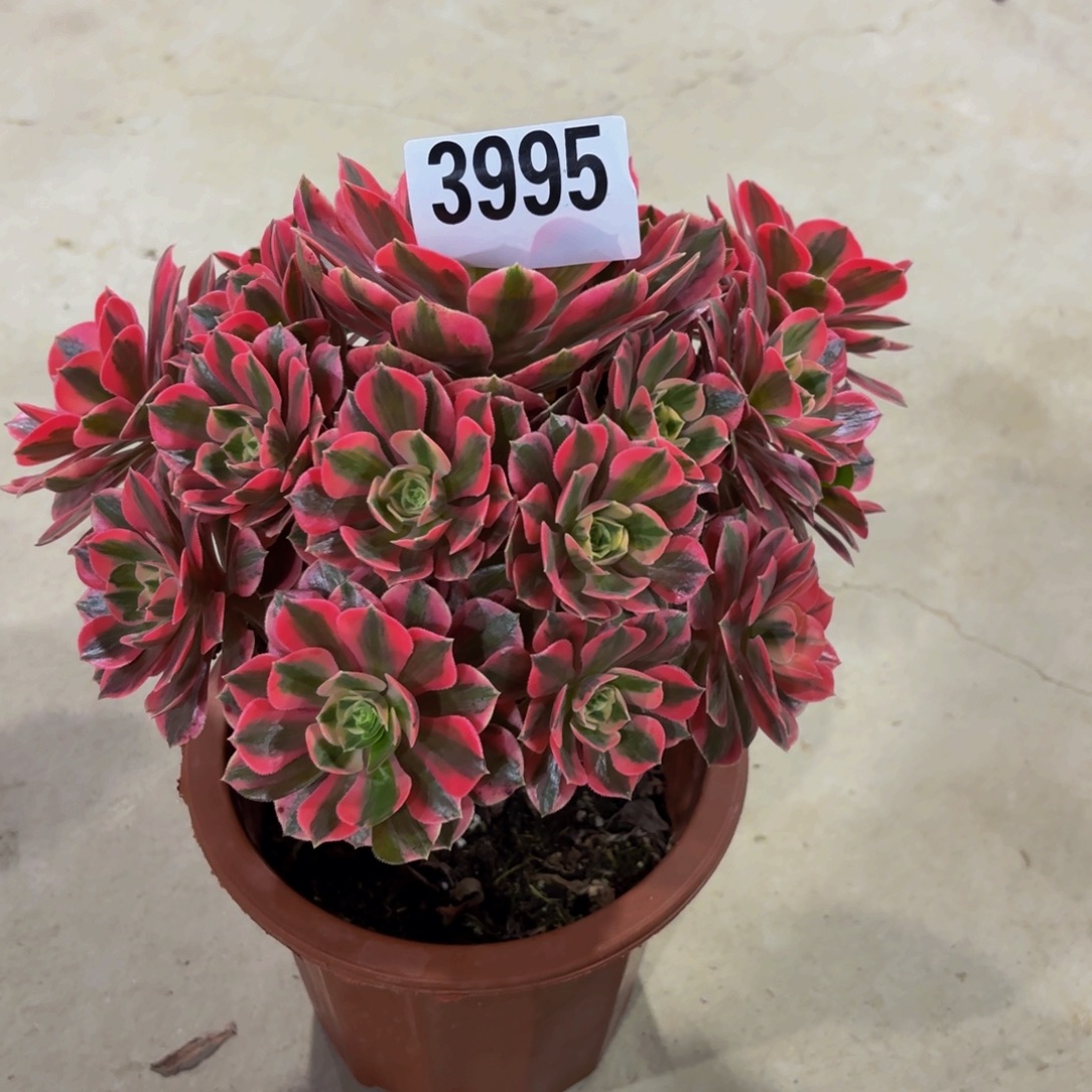 无花朵3995女妖11111111