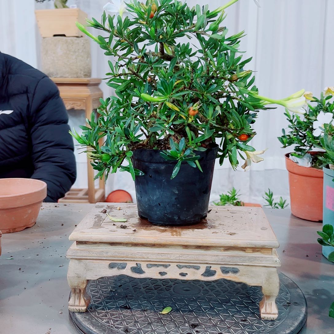 失***枝米叶雀舌栀子花花