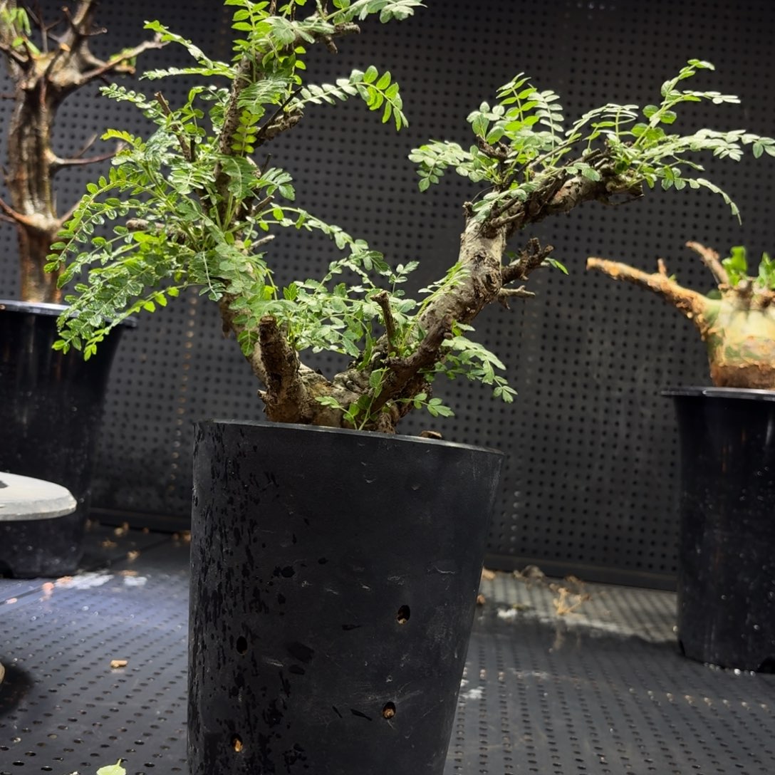 尼乐达266999999999999