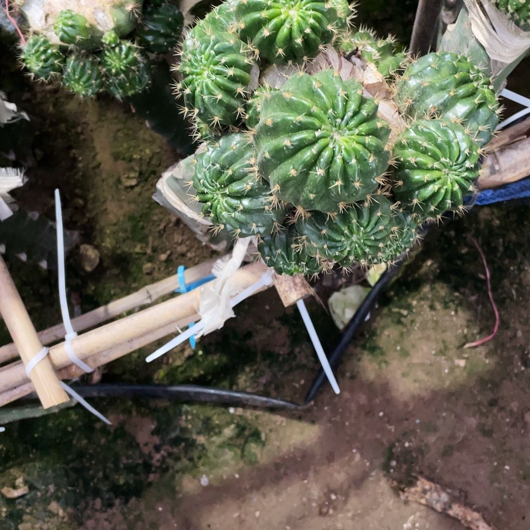 布*七夕丽花侧芽歪4公分以上七颗