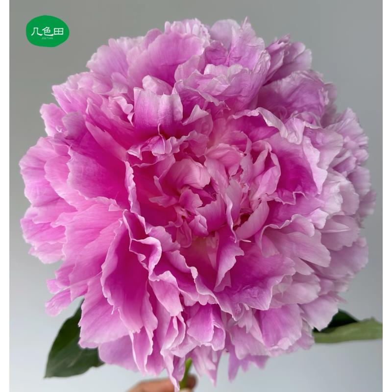 S级餐盘----芍药云南直发鲜花