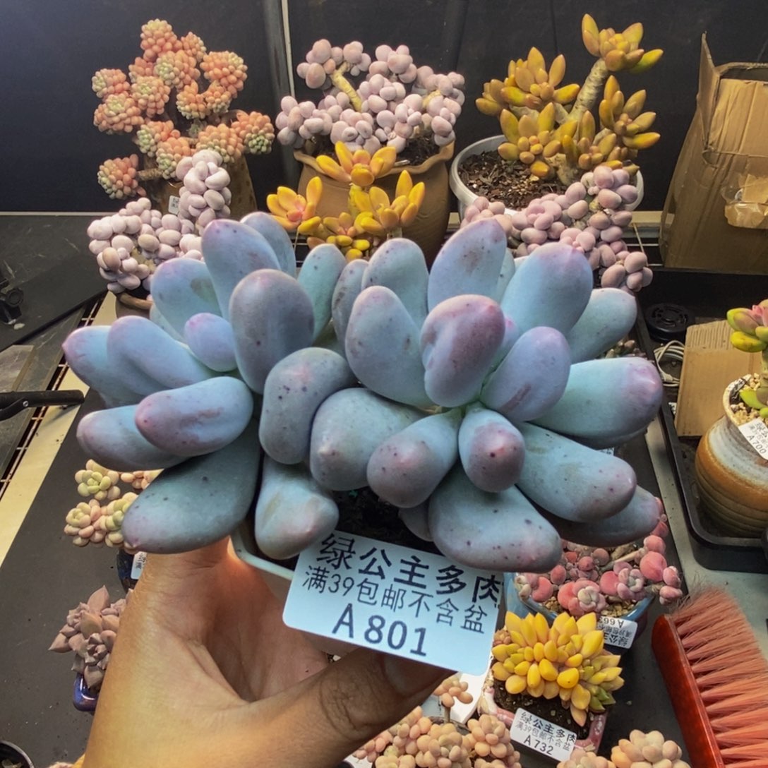 801米可奶多肉7c m