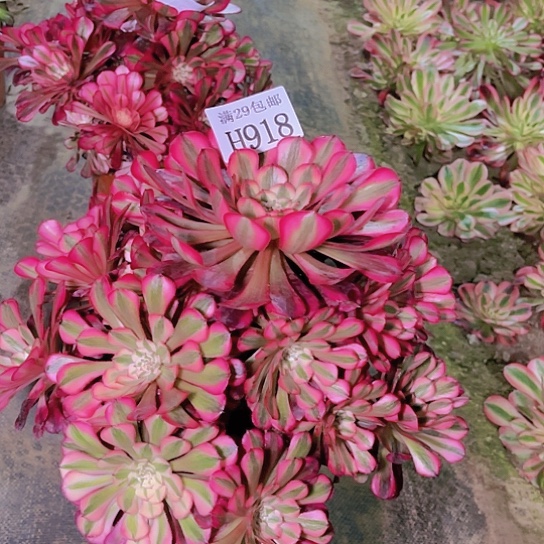 918红铜白多肉植物