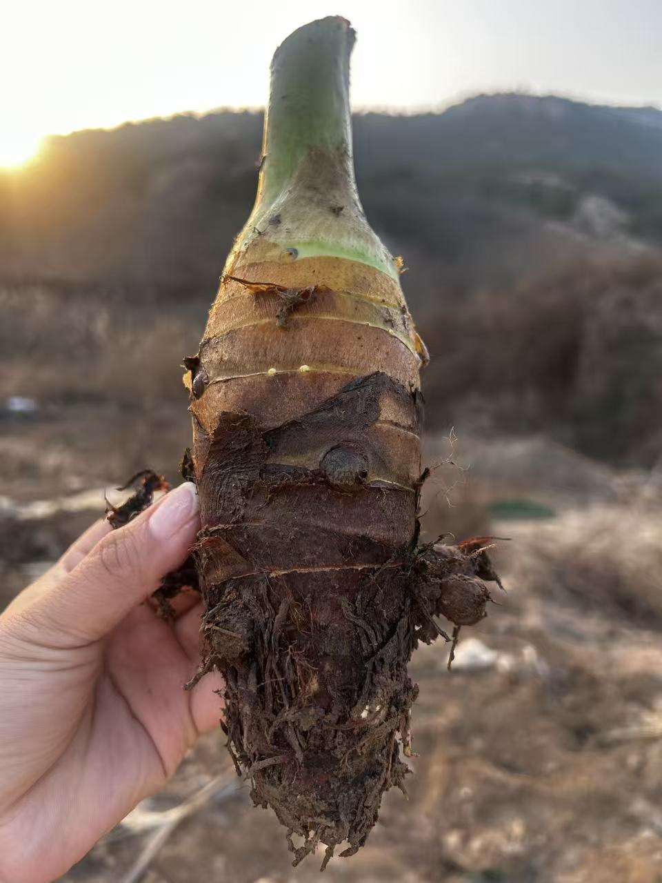 白庙高钙香芋 山岭地 香芋面香