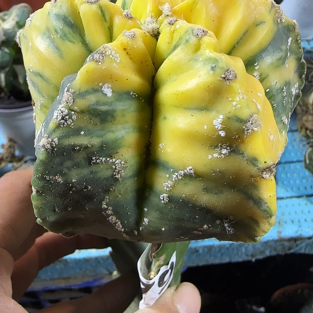 用***9鸾锦079仙人球开花了