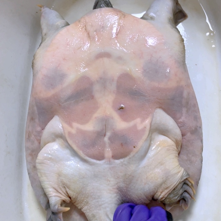 享***受中国大陆福利鱼包活不退换