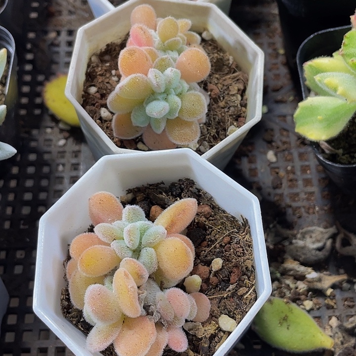 雪晃星缀化带盆土发