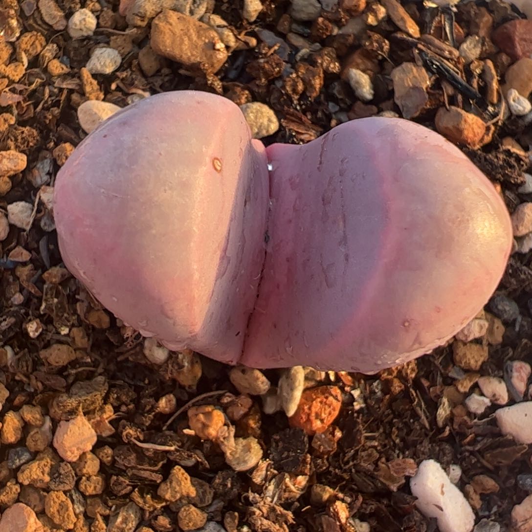 红菊水多肉植物百科1