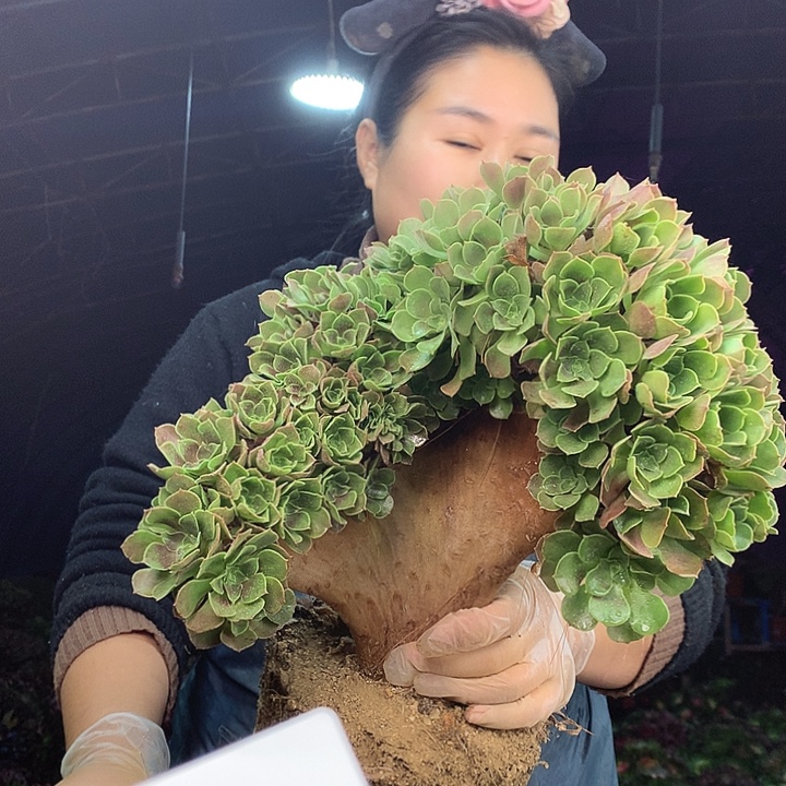 柒柒精品多肉脱土发货不包断侧枝S675