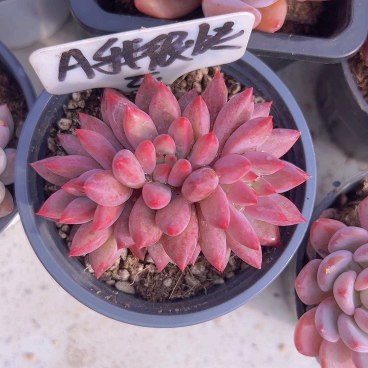 健健康康平平安安