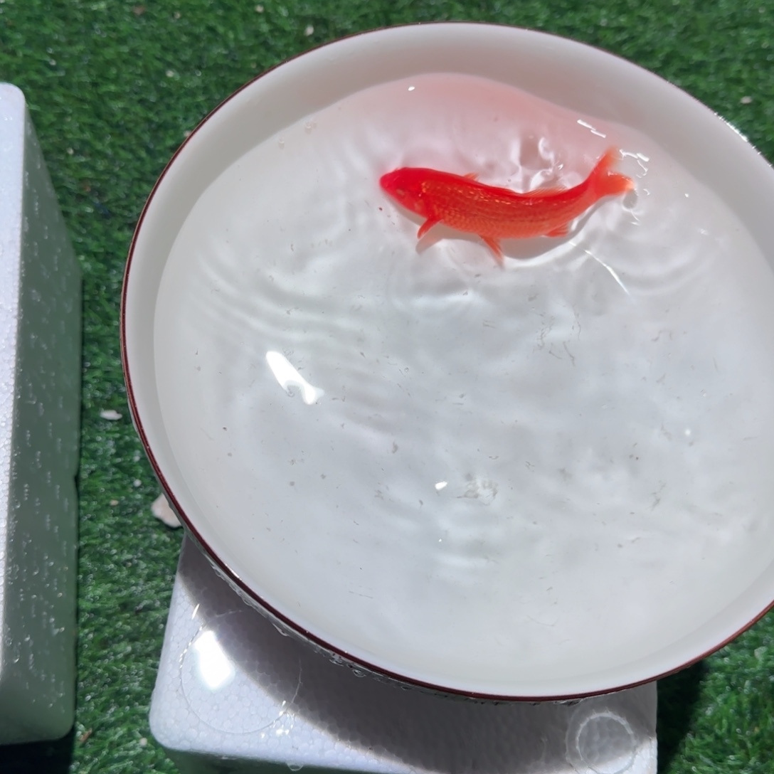 锦鲤锦鲤 观赏鱼 锦鲤