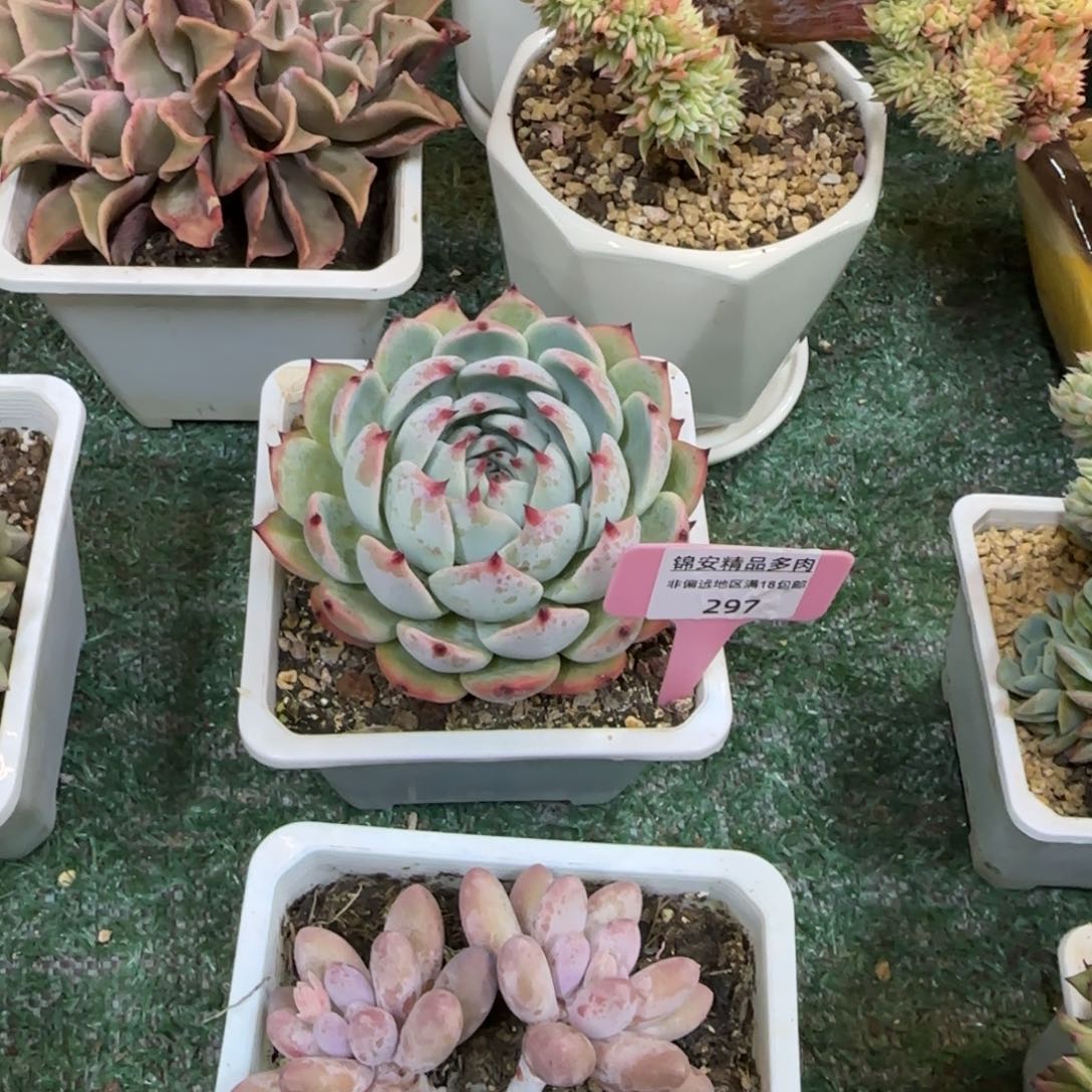 锦安精品多肉编号297
