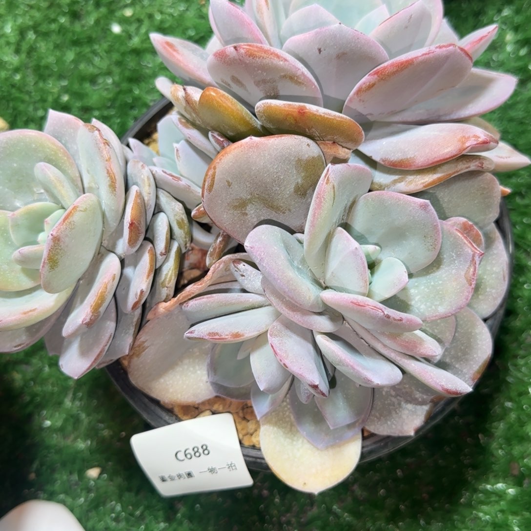 C688分心奶茶6头     