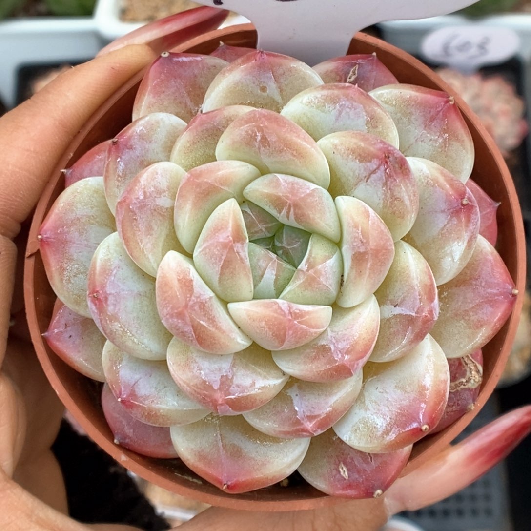 糖心冰魄可拍980号。   