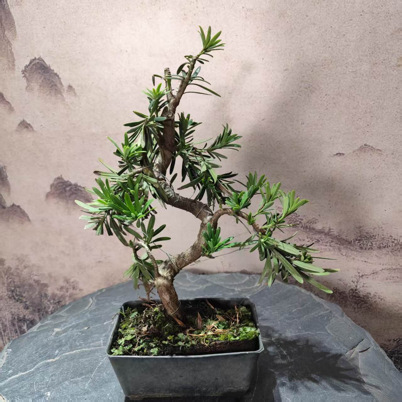 罗汉松通货 悬崖、临水素材 不挑不选