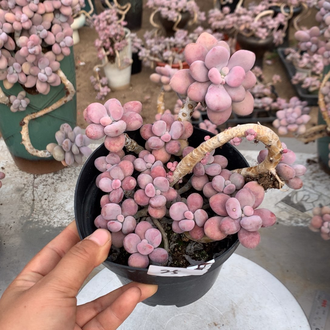 桃蛋老桩不带盆25号