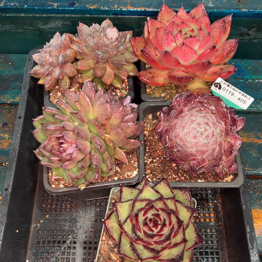 从前慢多肉精选编号0119.405