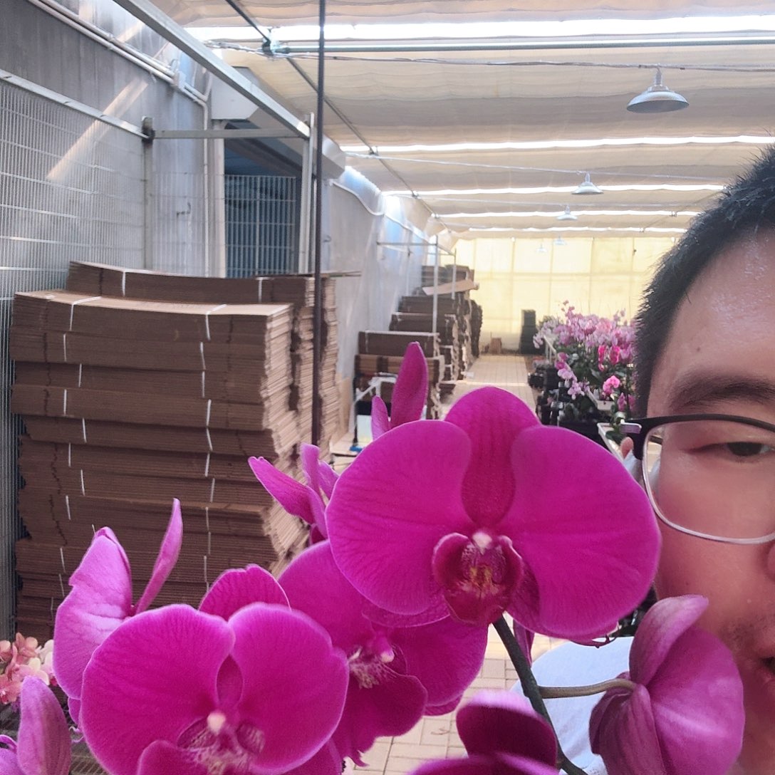 完全开放火鹤➕大辣椒