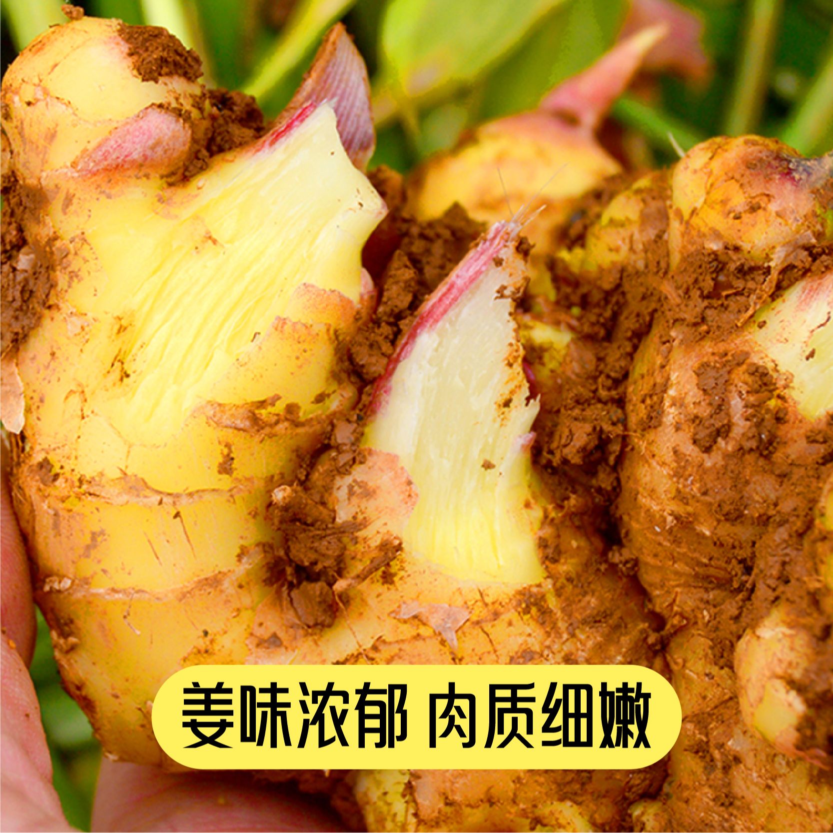 （新粉福利）小碎姜云南高山带泥小黄姜现挖姜香味浓郁辛辣煲汤炒菜