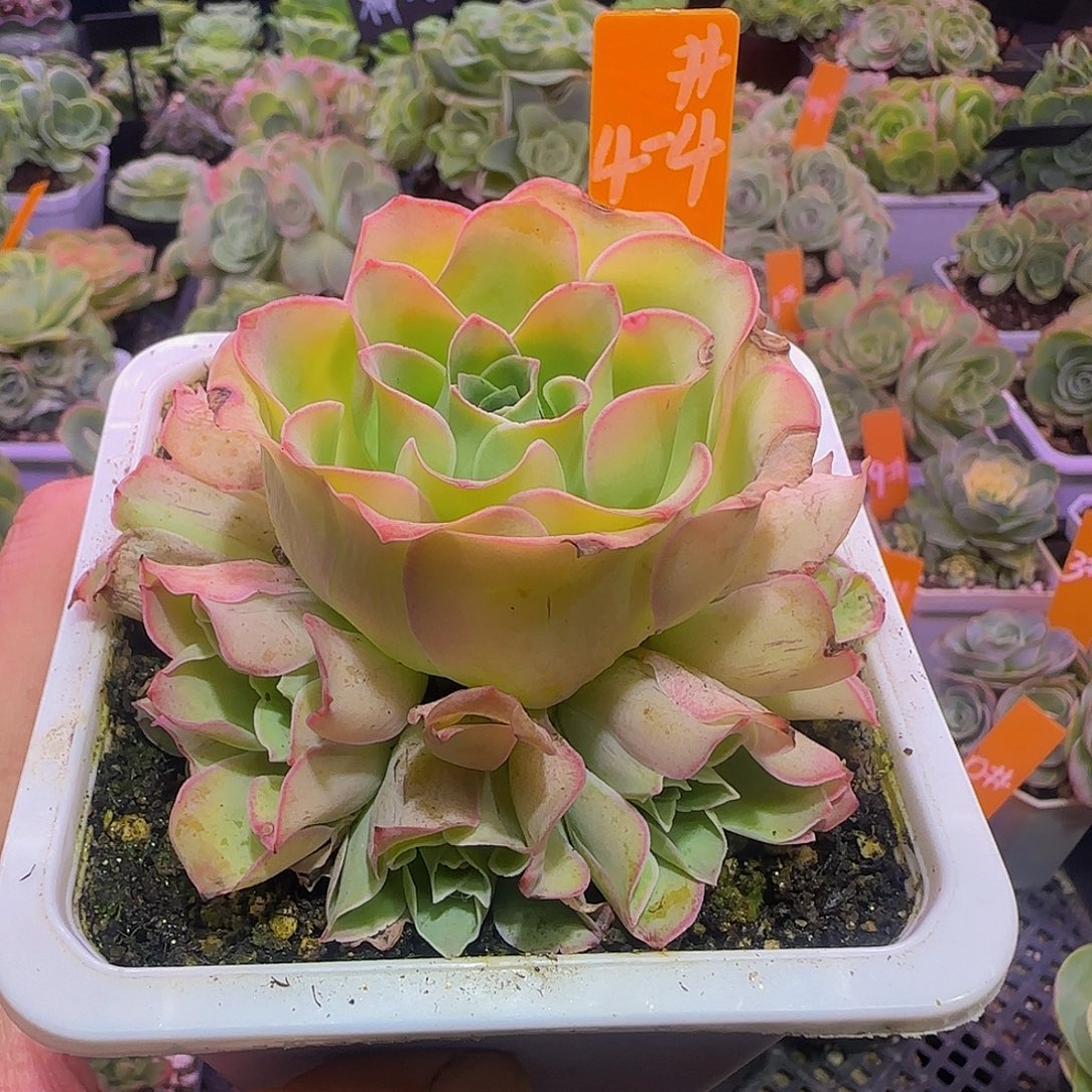 雪基 非偏远包邮玻璃心慎拍