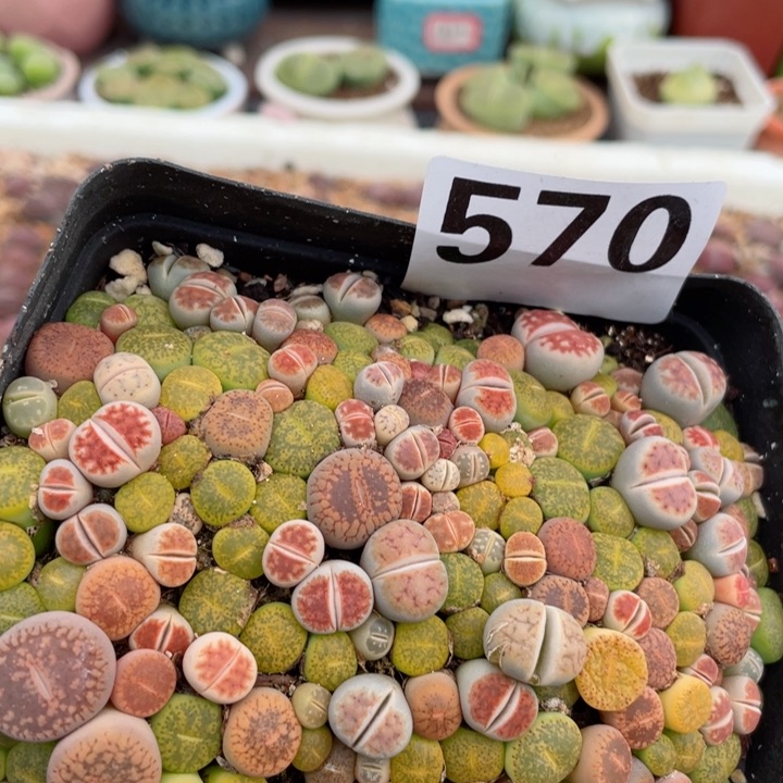 579彩混满18元包邮