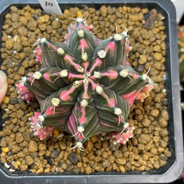 粉绿色系米哈 侧芽多 一物一拍 脱土发货