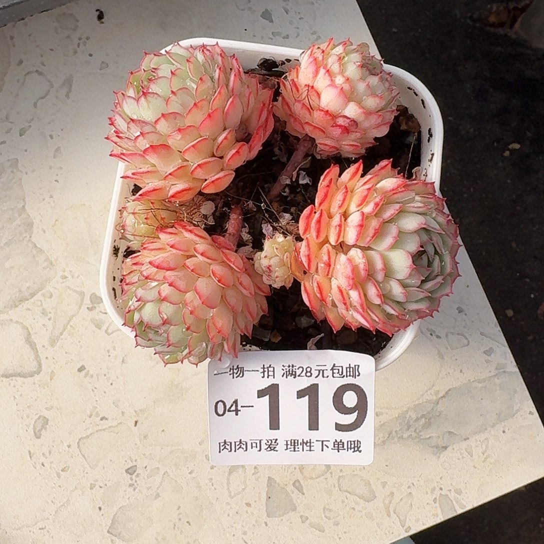 小红船无盆土发无