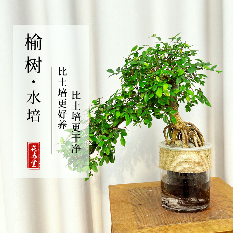 榆树水培植物小叶树苗盆景老桩微小盆栽提根造型办公室水养四季