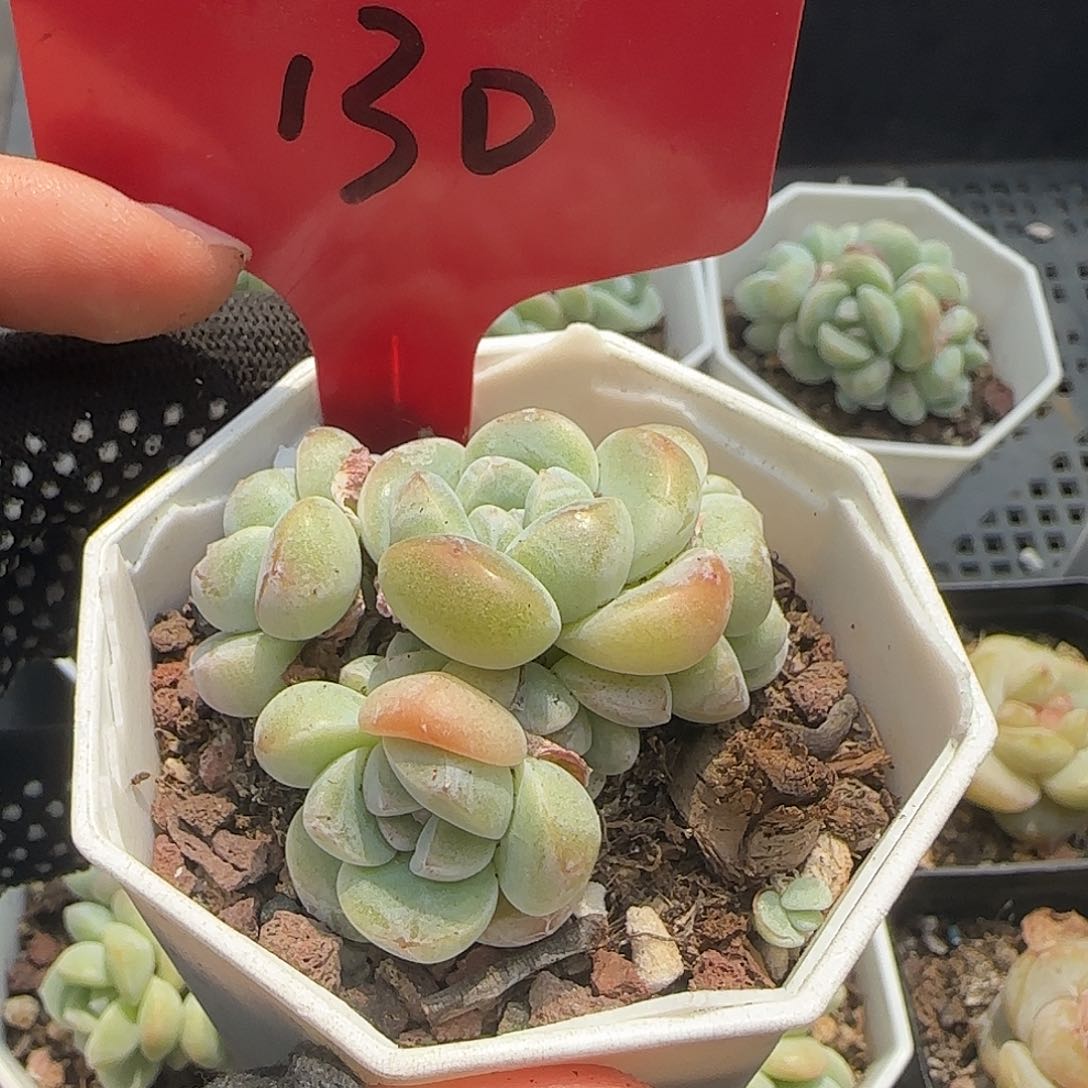 130哈哈哈哈哈哈哈哈哈哈哈哈