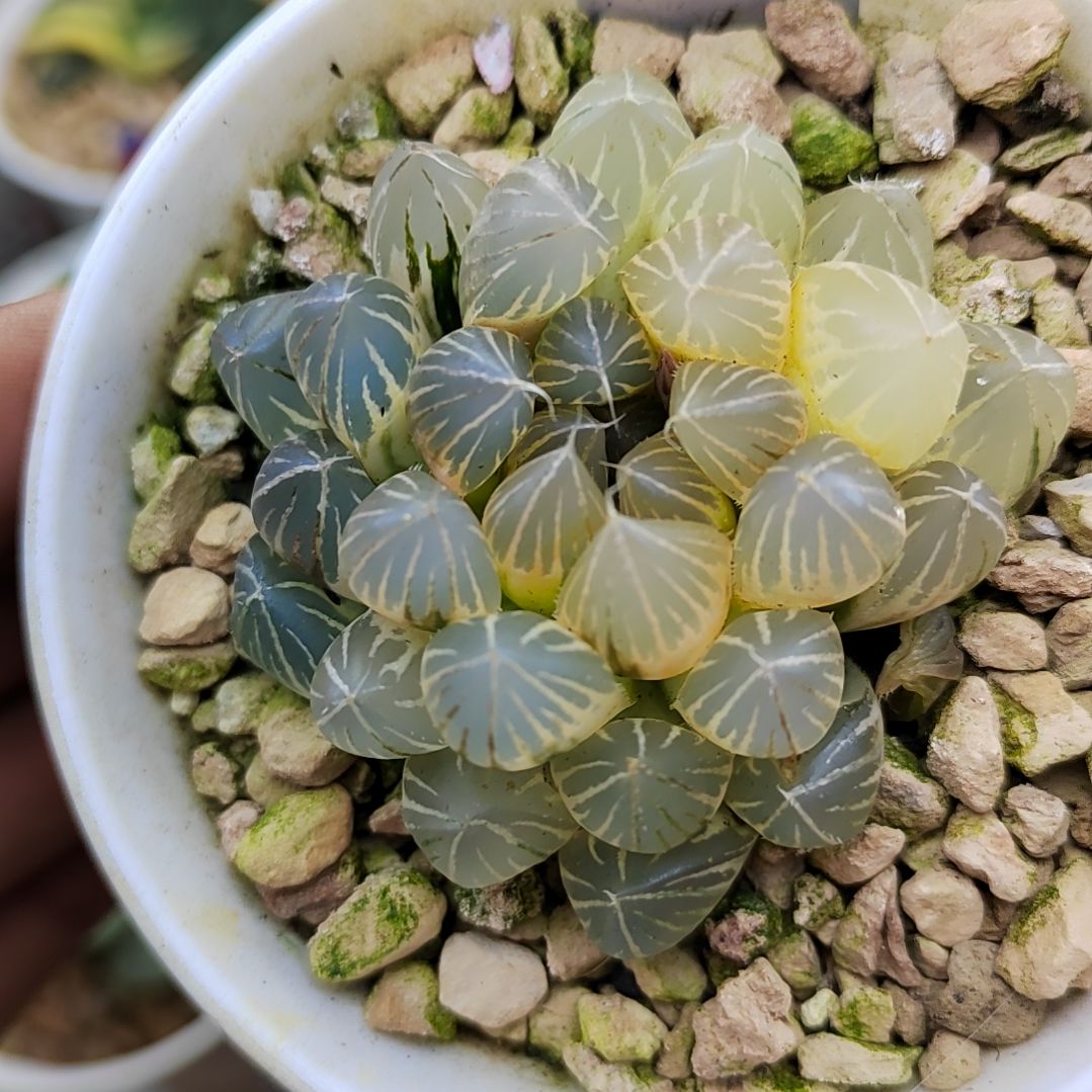 127号糊斑霓虹灯 5.7厘米左右一物一拍带盆土发货