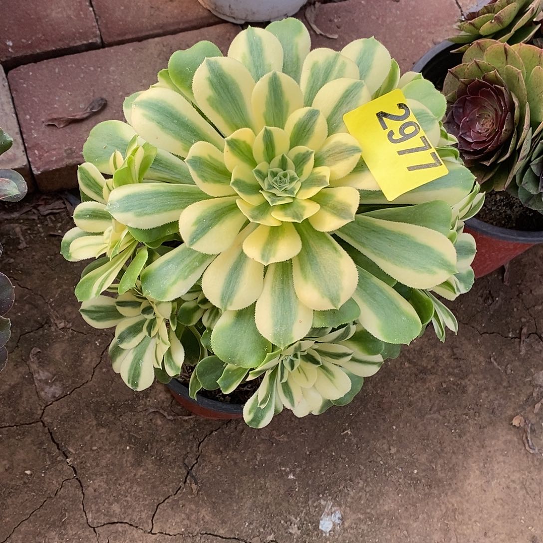 李***燕辛尼亚多肉法师2977