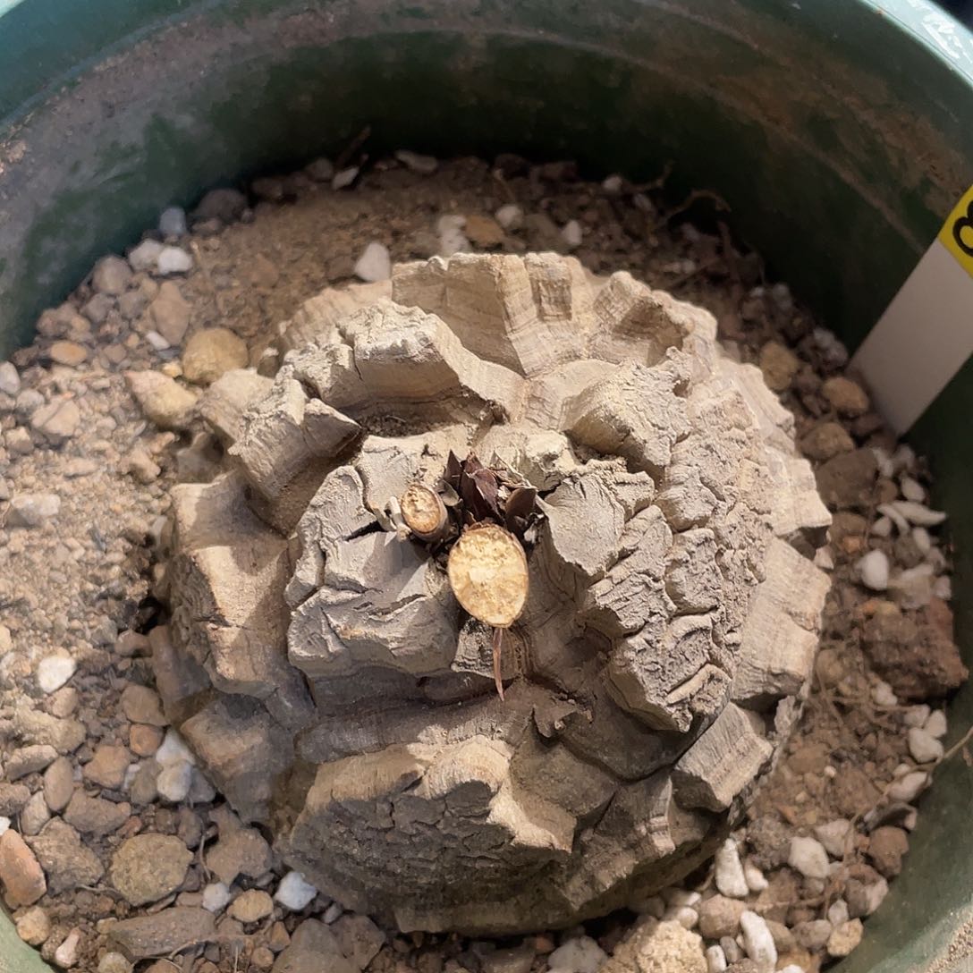 哈**文81龟甲龙哈哈哈哈哈