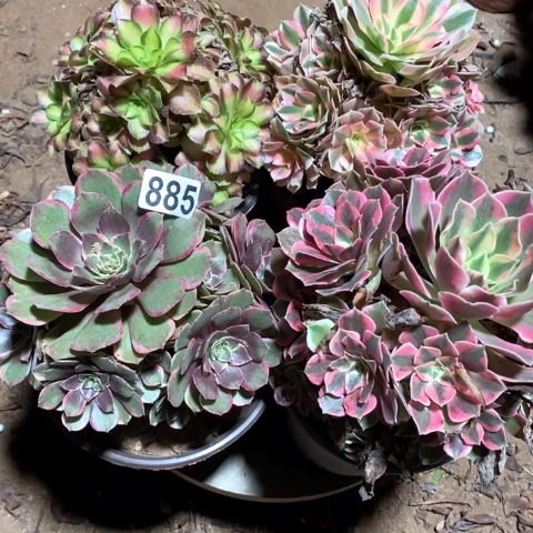 甜***蜜885四颗法师多肉植物