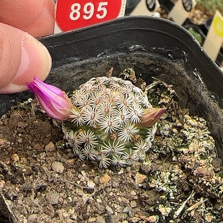 实生红花克氏丸2.4cm