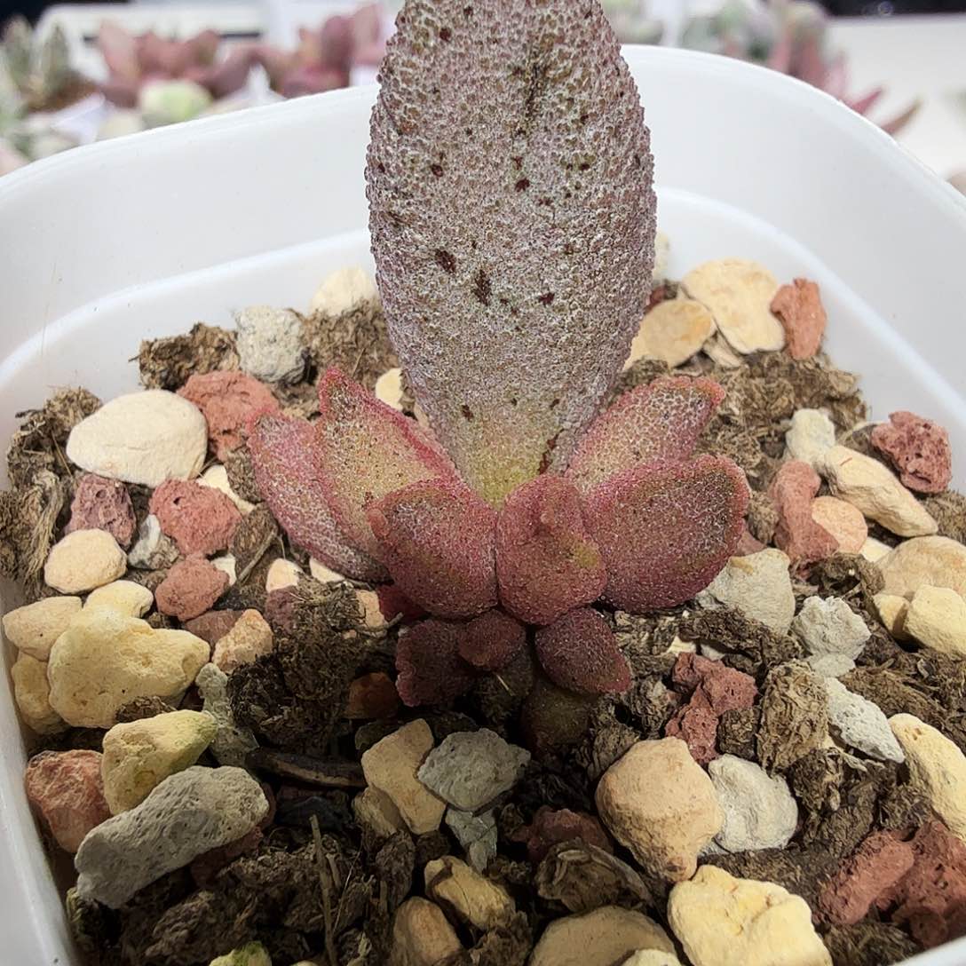 黑酱水泡多肉植物