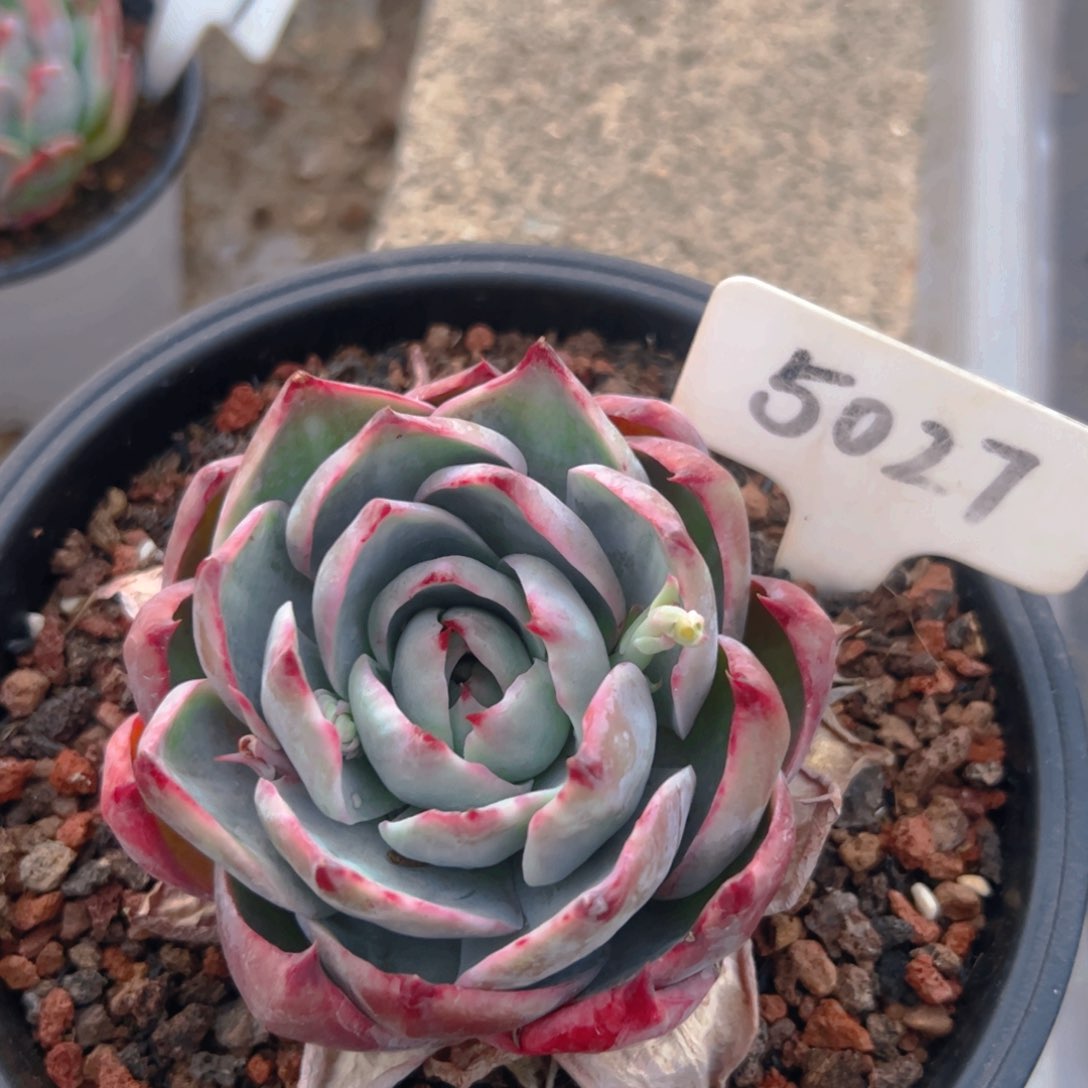 惊鸿仙子5027号一物一拍