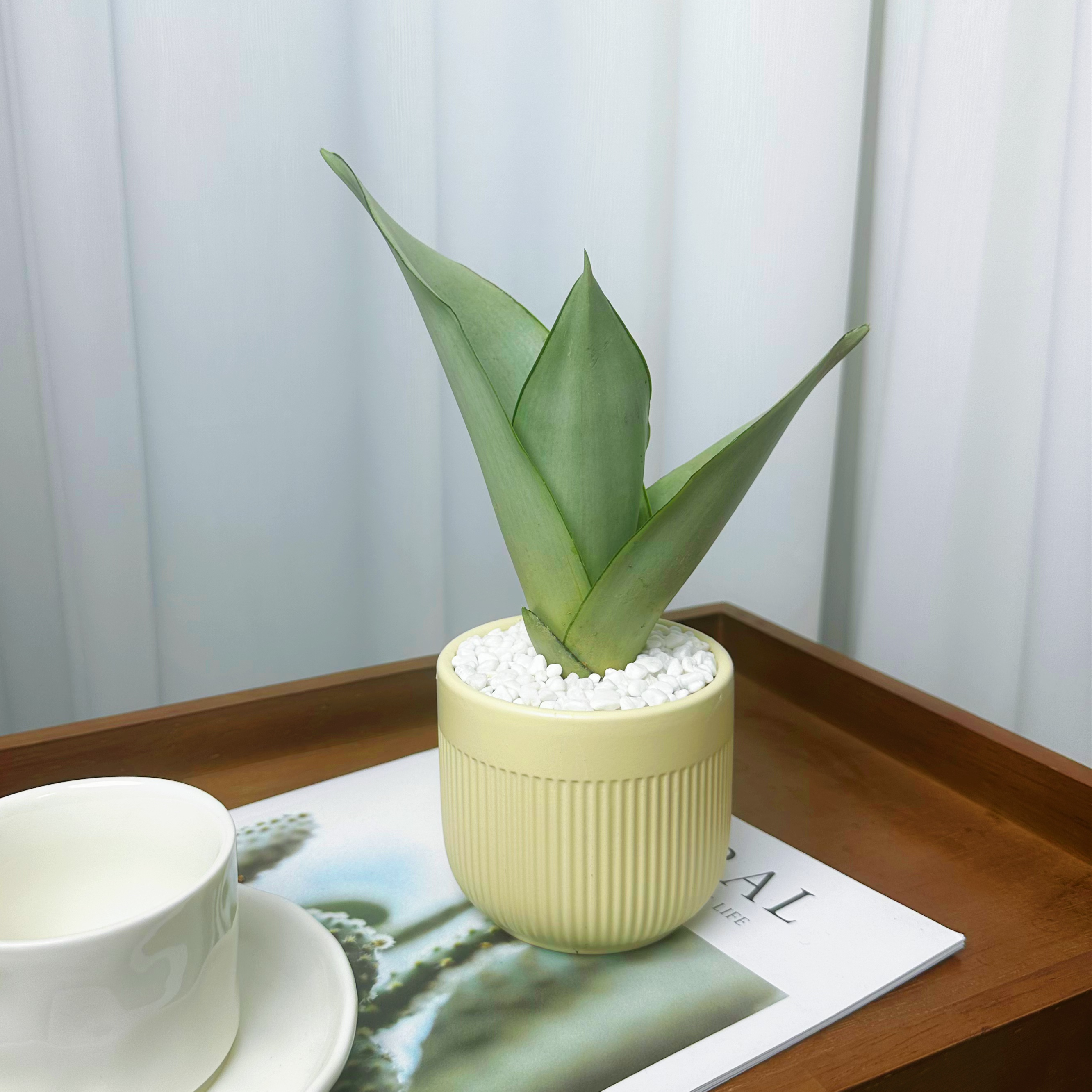 白玉虎皮兰+米色竖条盆+白石头+接水盘