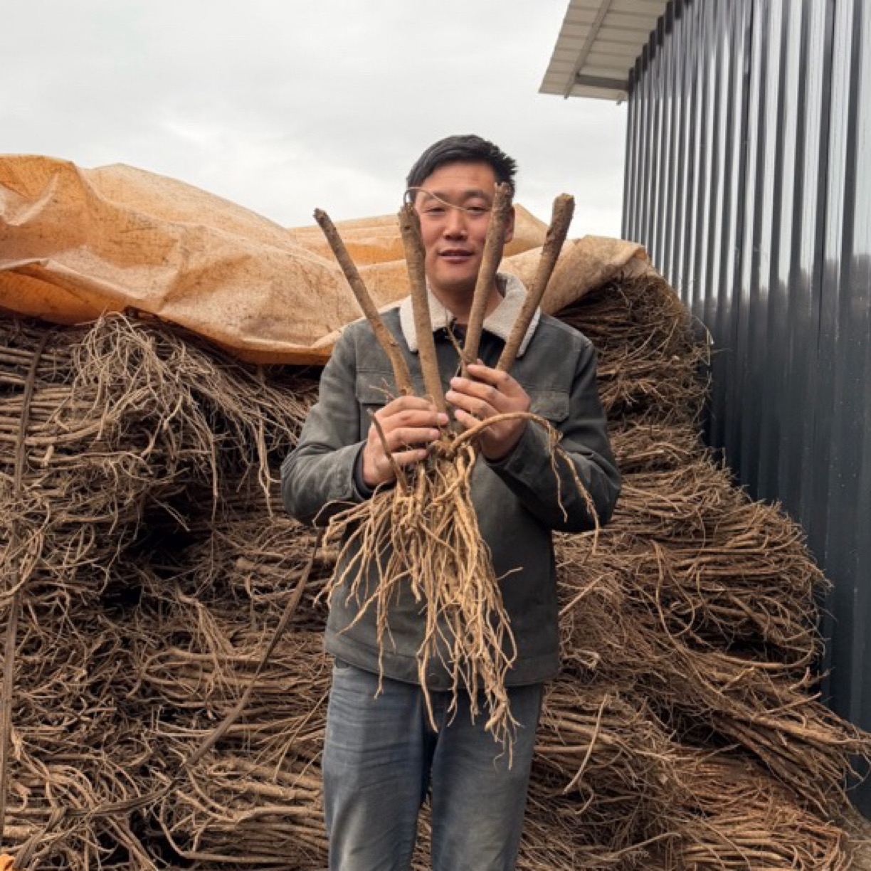 甘肃岷县新鲜黄芪整条鲜挖现发当季鲜货煲汤煮水泡酒炖肉食材