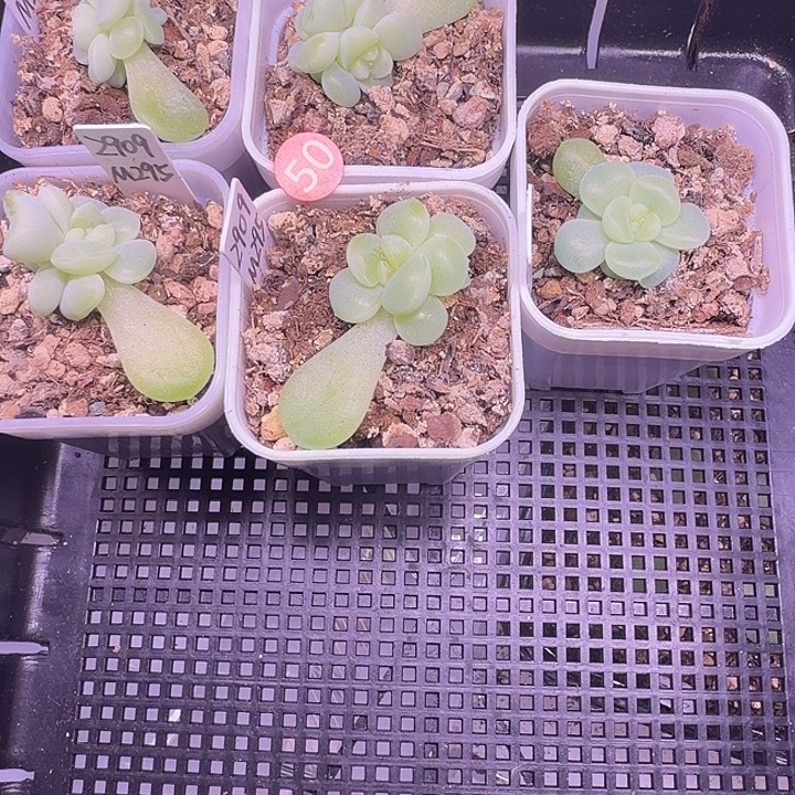 2909一物一拍四方盆