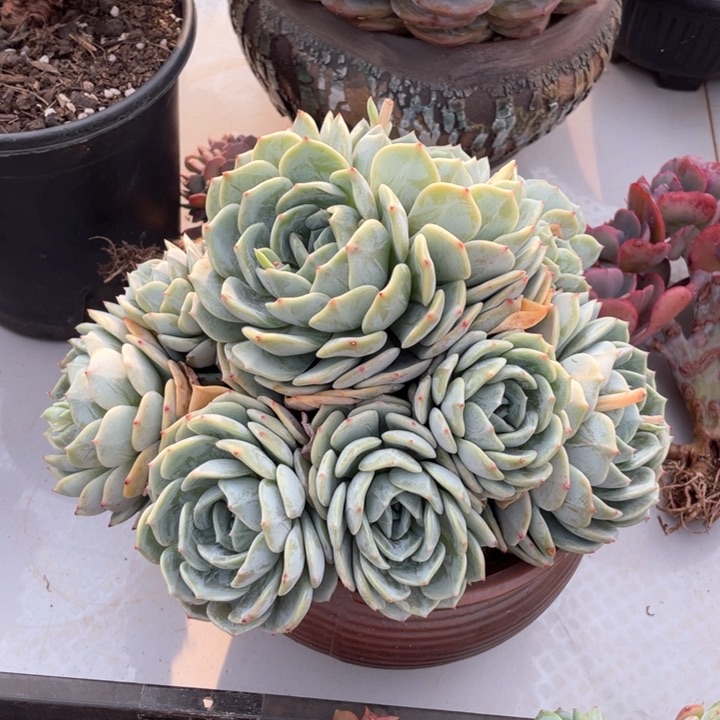 劳林群生无砍多肉多肉