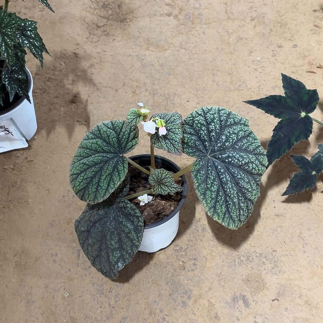 不开花植物爪哇唐山