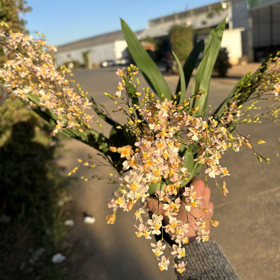  粉梦香 大苗（柠檬粉）文心兰花卉盆栽香味