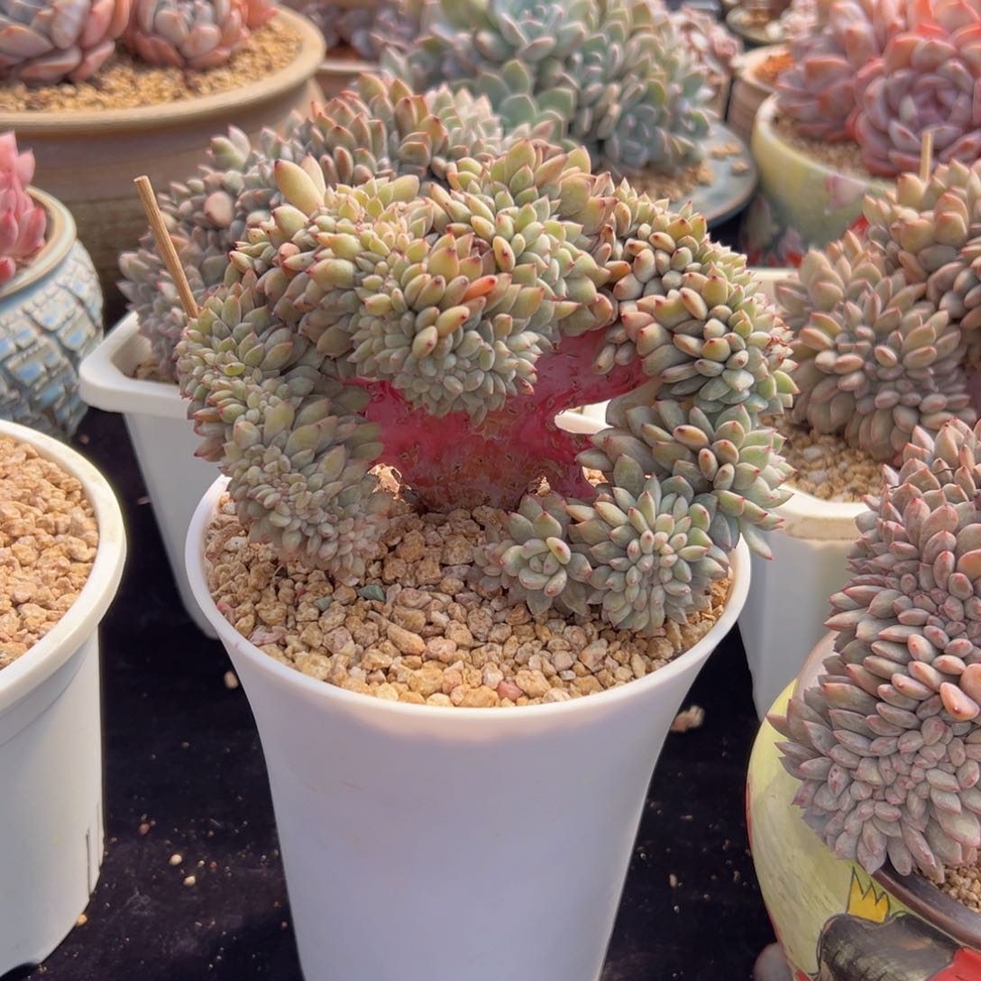 新年快乐 新年快乐