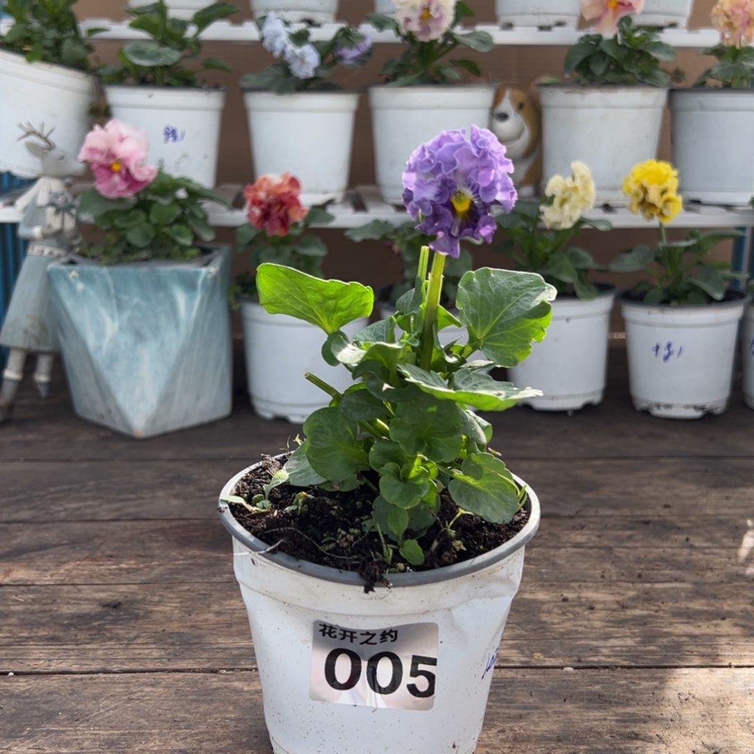 【闪购商品】完全开放005号1021