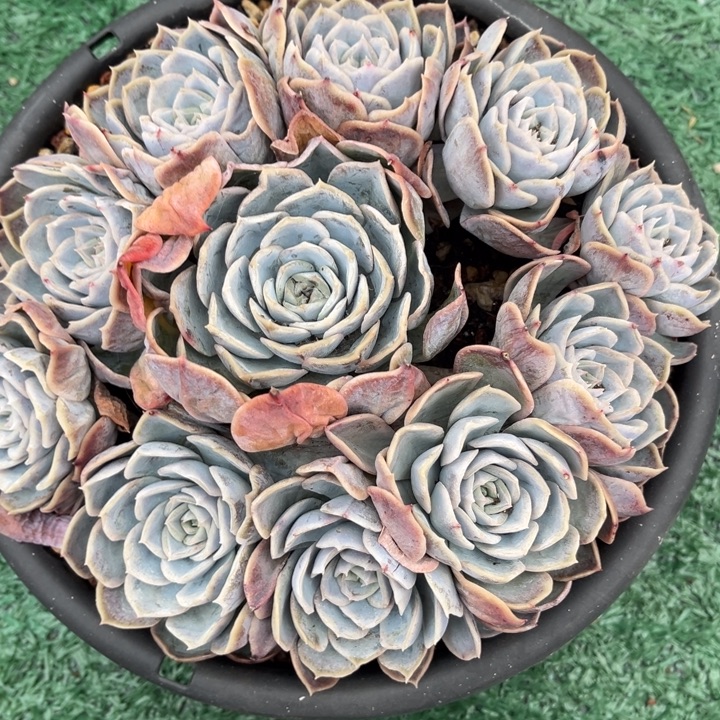 原始蓝鲸23154多肉植物