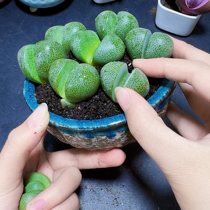 7颗爱心元宝裸根福利炸2-3厘米