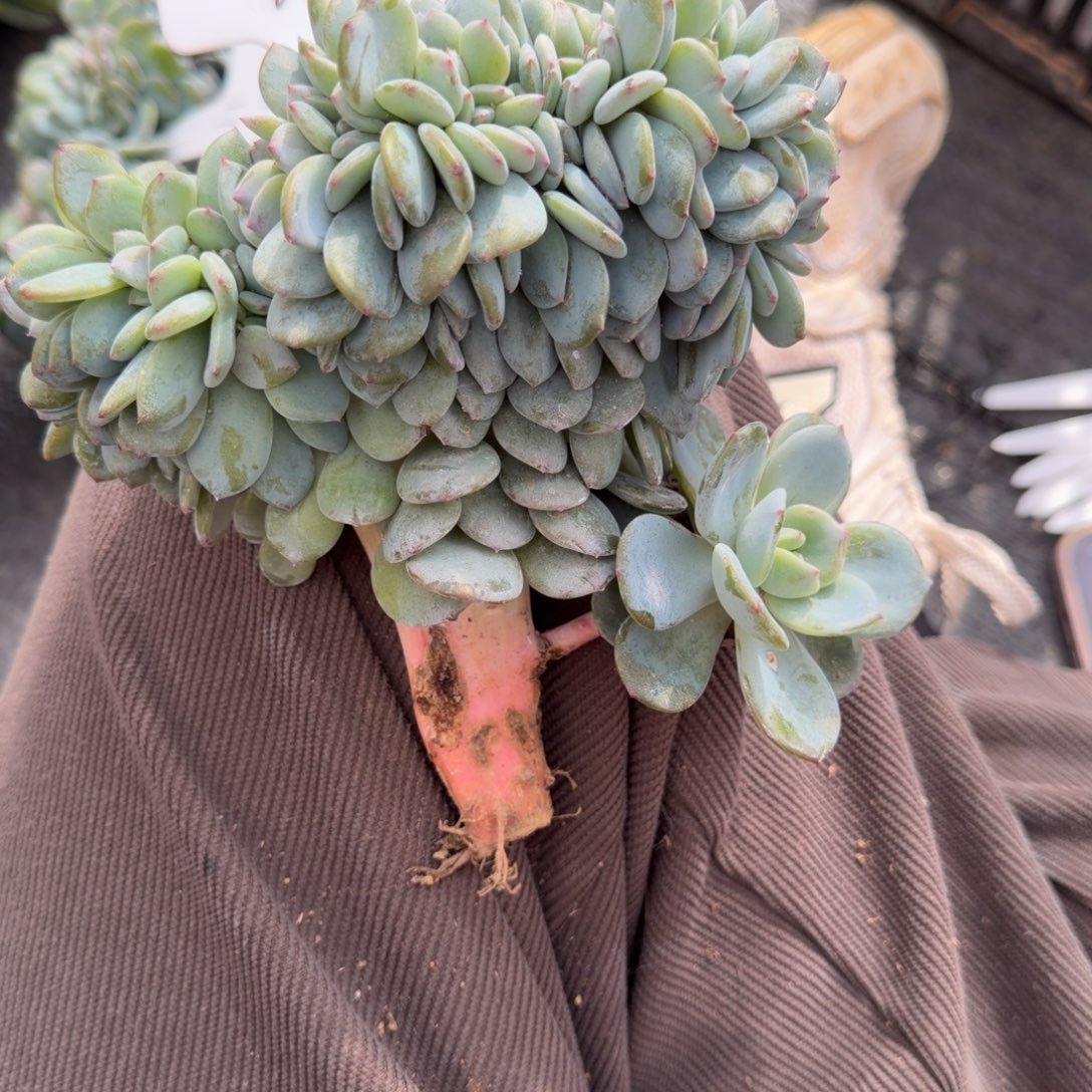 一物一拍胸花高版凤橙缀65